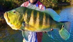 Caldeirada de Tucunaré e a Pesca Esportiva no Amazonas